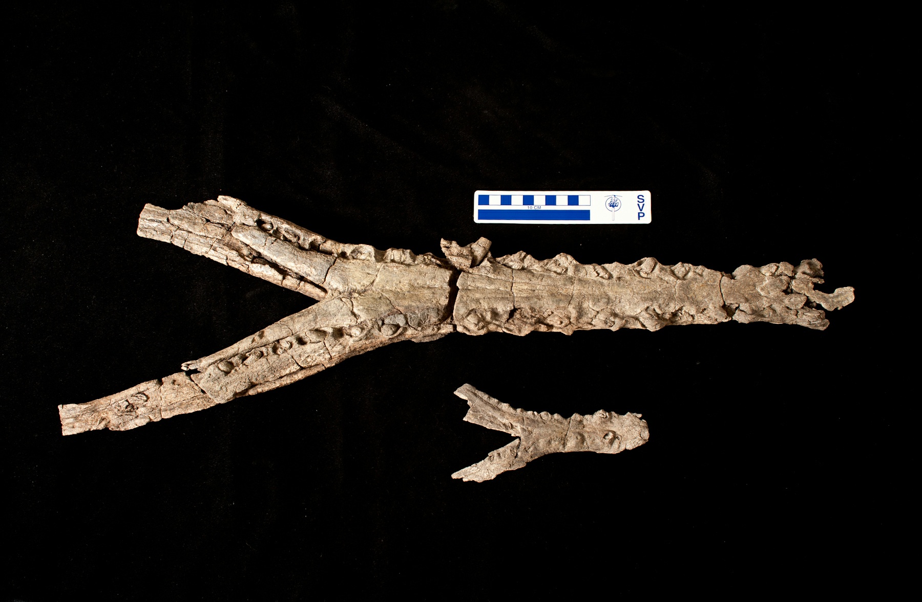 Acherontisuchus Guajiraensis Jaw bone 